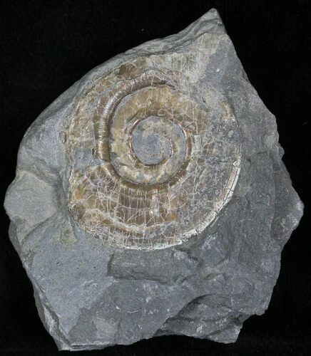 Iridescent Psiloceras Ammonite - Great Britain #1084